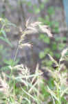 Rough barnyardgrass